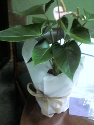 bonos florales1-1