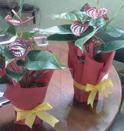 bonos florales2